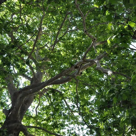 ゲストハウス Archontiko Koti